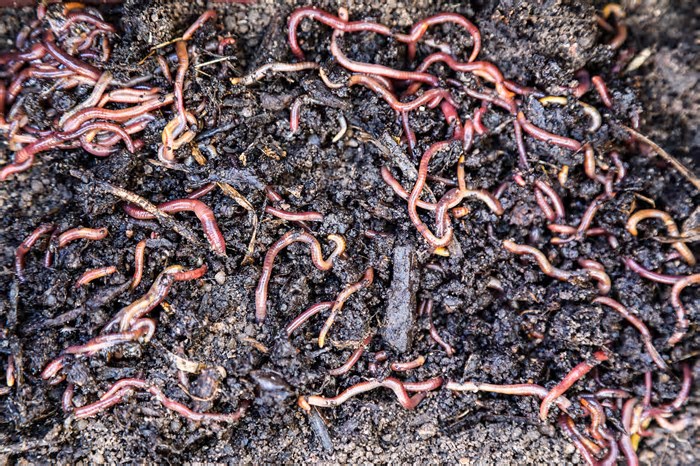 Prefeitura abre 500 vagas para curso gratuito de compostagem em Florianópolis