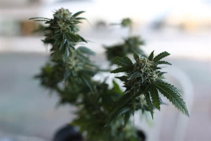 Fortaleza realiza Feira Canábica do Ceará com serviços e debates sobre o uso medicinal da cannabis