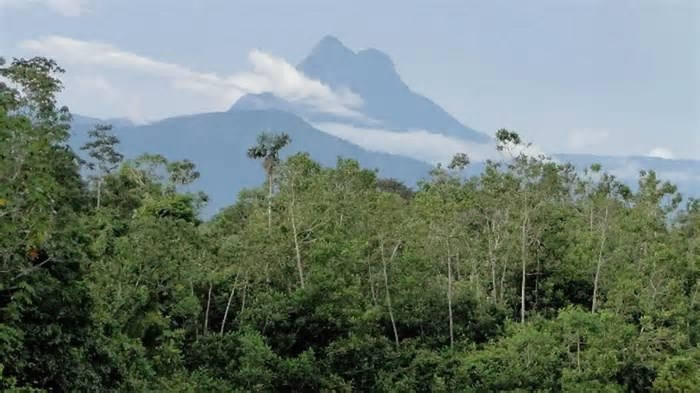 Ponto mais alto do Brasil fica numa floresta e é mais difícil de chegar que o Everest