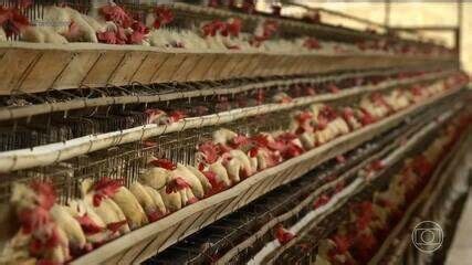 Como os EUA deixaram gripe aviária sair do controle e contaminar até vacas – Brasil pode evitar isso e controlar doença; entenda
