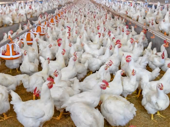 Dos 10 países que mais importam frango do Brasil, 9 suspenderam comércio devido à gripe aviária