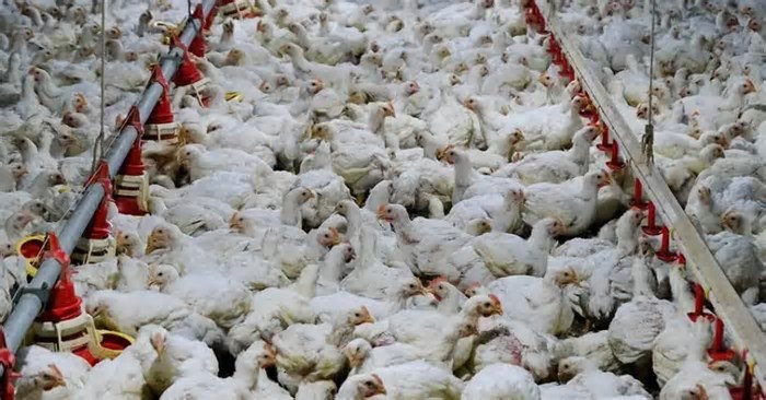 Gripe aviária no Brasil: entenda os riscos para humanos