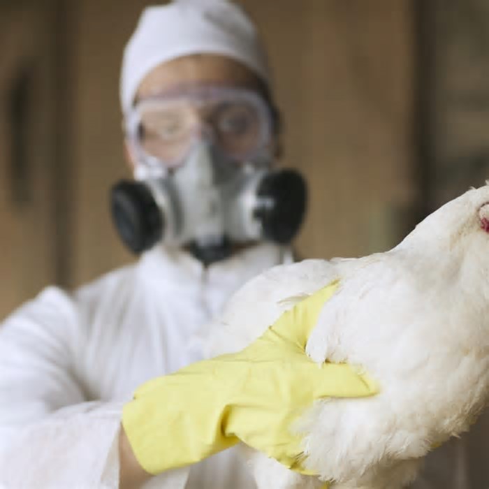 Gripe aviária: por que cientistas alertam que doença pode causar próxima pandemia