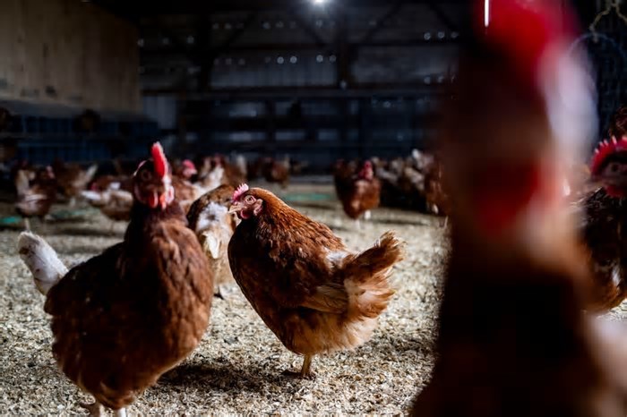 Gripe aviária: 63 países suspendem compra de frango do Brasil; saiba quais