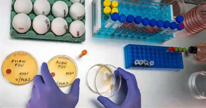 Butantan aguarda aprovação da Anvisa para testar vacina contra gripe aviária em humanos