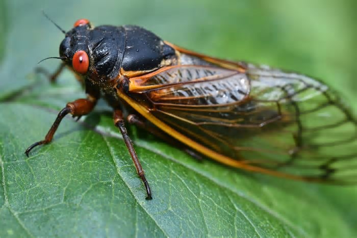 Cigarras que emergem do solo a cada 17 anos ressurgem nos Estados Unidos e intrigam cientistas; entenda