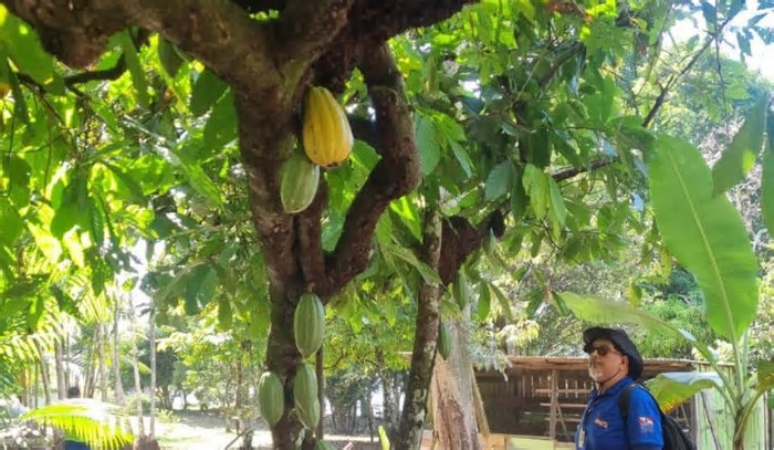 Lavouras de cacau e cupuaçu são monitoradas contra monilíase no AM