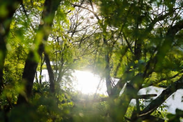 Semana do Meio Ambiente: Pernambuco contará com programação gratuita a partir deste sábado (31)