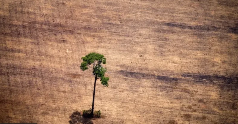 O que diz projeto aprovado no Senado que muda licenciamento ambiental, é defendido por ruralistas e divide governo Lula