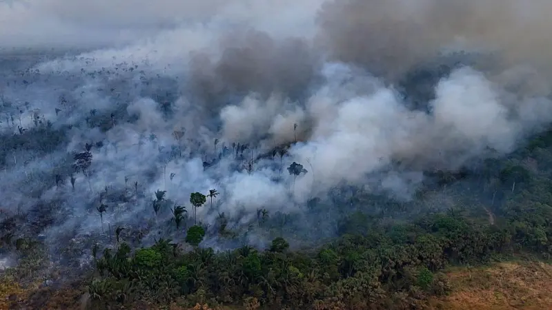 Destruição de florestas tropicais bate recorde com aumento de incêndios