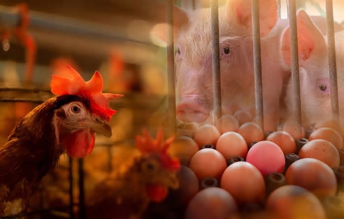 No 1º trimestre de 2025, frente a um aumento de 12% dos ovos de consumo, produção de ovos de incubação retrocedeu mais de 2%