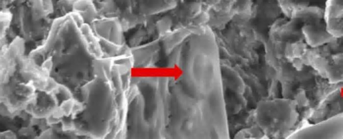 Cientistas encontram câncer em um dinossauro (e isso pode ajudar a salvar vidas humanas); entenda