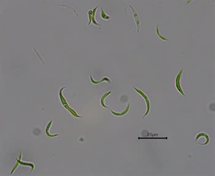 Brasileiros identificam microalga que remove resquícios de antibióticos da água