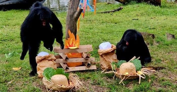 Com foco no bem-estar, Gramadozoo promove Festa Junina para animais