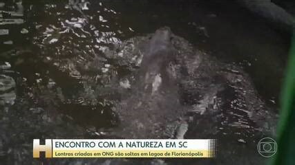 Lontras são soltas na natureza por projeto pela 1ª vez em 40 anos em Florianópolis