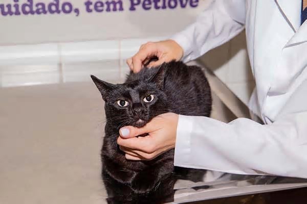 Planos de saúde especializados em pets chegam a Vitória da Conquista