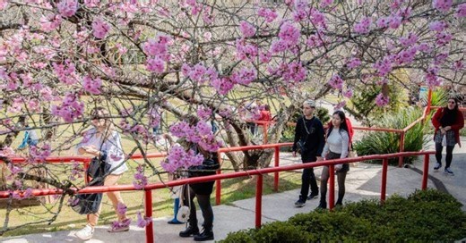 Campos do Jordão: Festa da Cerejeira celebra árvores floridas e cultura japonesa