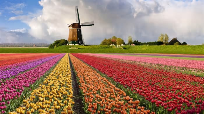 Com campos de flores imensos, a ‘Holanda brasileira’ fica em SP e atrai milhares de turistas