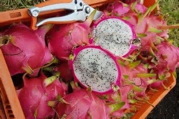 Oficina treina produtores rurais no manejo da pitaya, fruta popular no DF