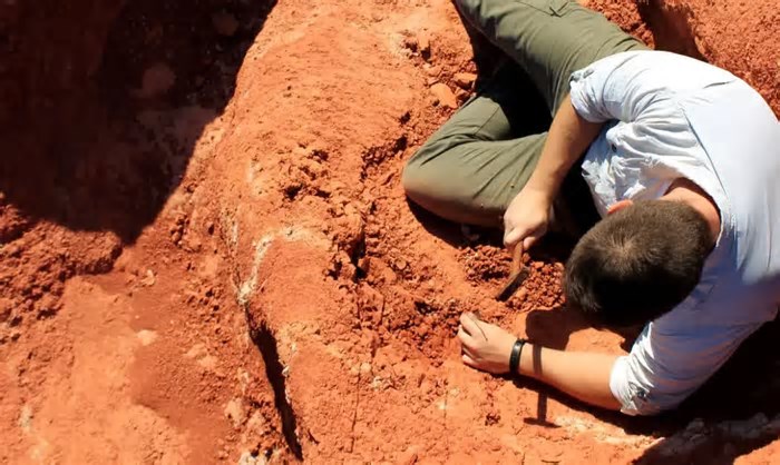 Fóssil descoberto no Brasil revela peça-chave na origem dos dinossauros, aponta estudo