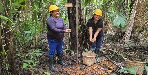 Agroindústria na floresta para transformar frutos amazônicos