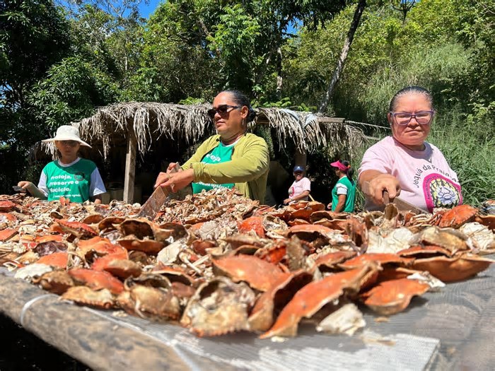 'Reflorescer': mulheres enfrentam preconceitos e investem em sustentabilidade para construir adubo com casca de siri em Alagoas