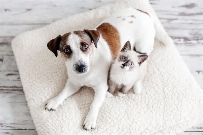 Cães e gatos realmente se odeiam? A ciência explica o comportamento desses pets