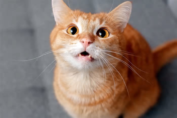 Gatos reconhecem os donos pelo cheiro? A ciência responde