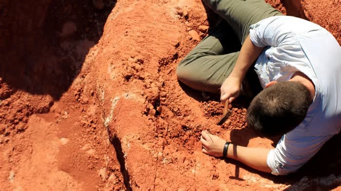 Origem dos dinossauros tem segredos revelados com achado de fóssil brasileiro