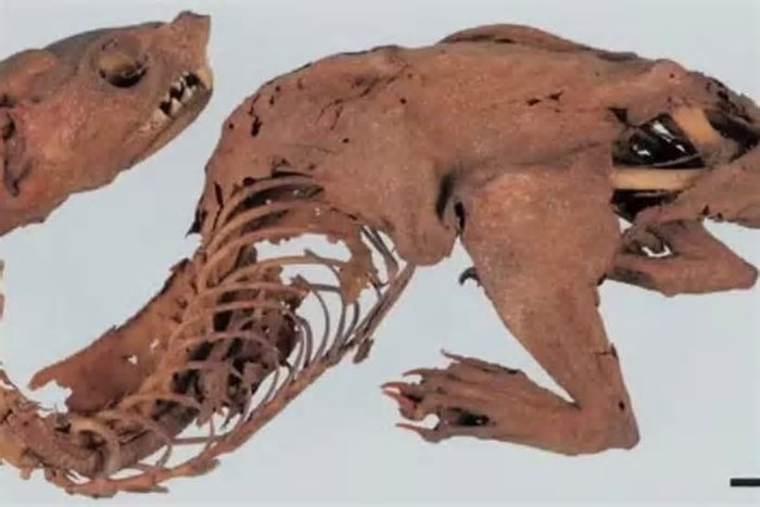 Ciência soluciona mistério de 'dragão japonês' encontrado no século 15