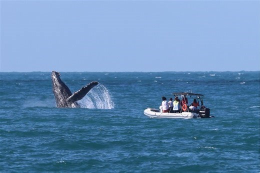 Saiba como avistar jubartes na temporada das baleias de Ilhabela