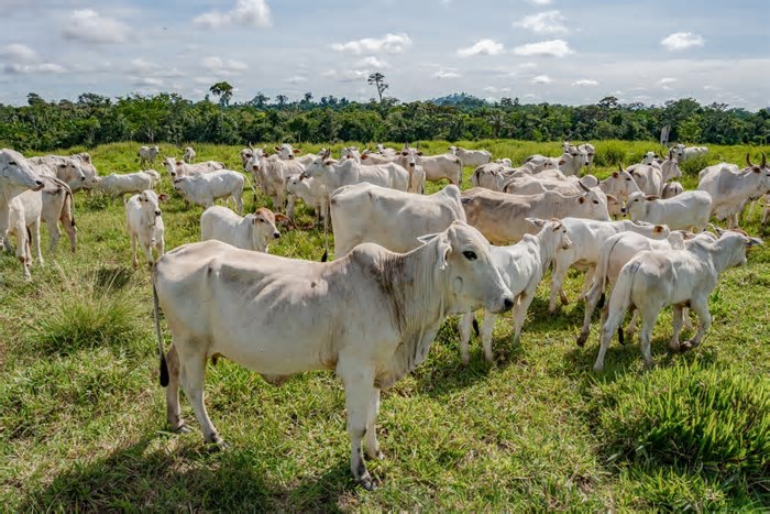 Preço do boi gordo sobe na maioria das regiões pecuárias brasileiras