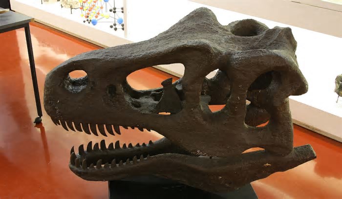 Museu de Geociências da USP