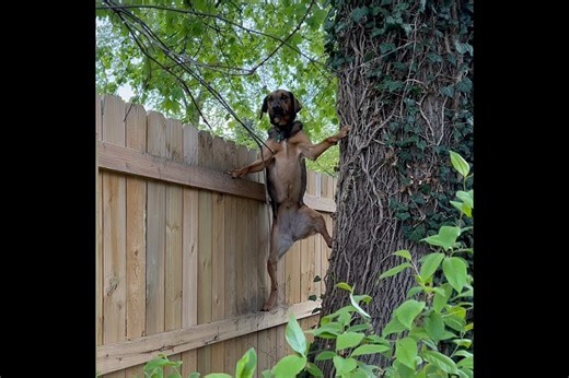 No flagra, mulher vê sua cachorrinha escalando quase 2m de muro - logo depois ela entende o motivo