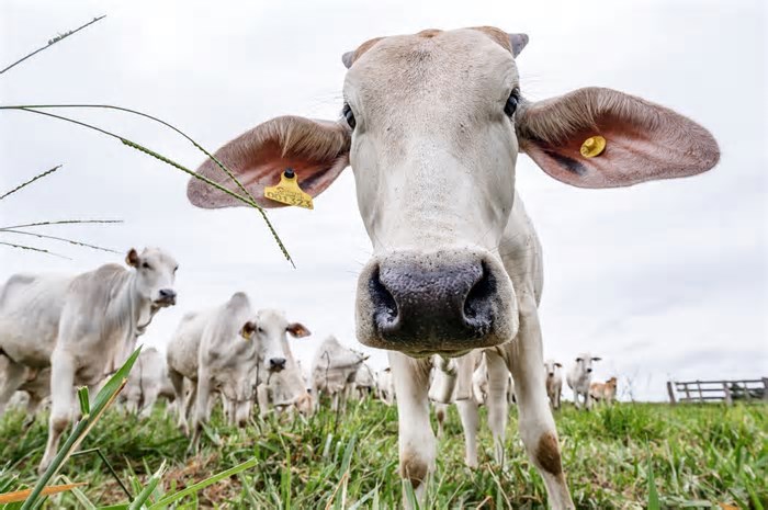 Preço do boi gordo fica estável na maioria das regiões pecuárias
