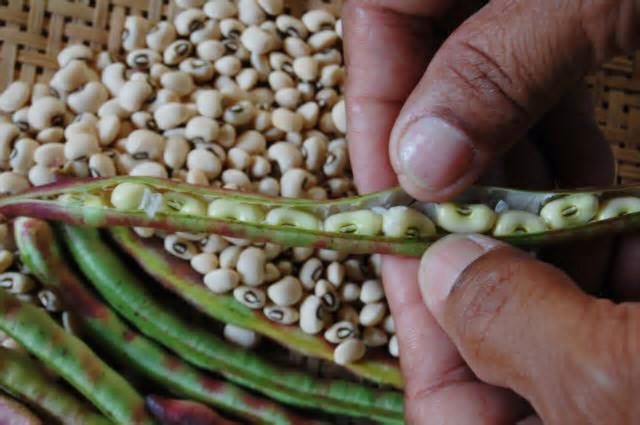 Goiás avança na produção de feijão biofortificado e mira no mercado indiano
