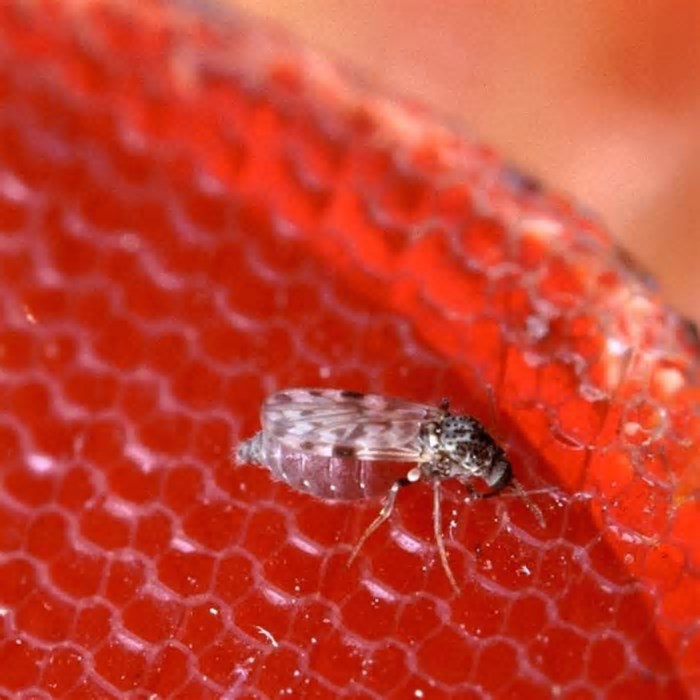 Rio de janeiro confirma 4ª morte por febre oropouche no estado