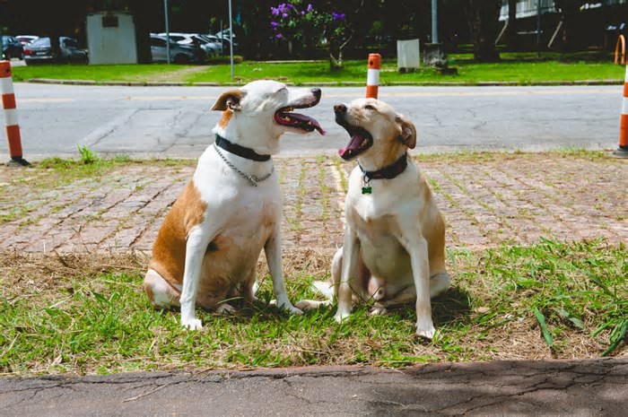 Por que cães e seus tutores podem compartilhar traços personalidade, segundo a ciência