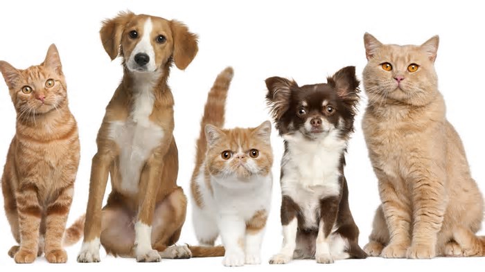 Cães e gatos podem ser amigos? O segredo desta resposta está na ciência