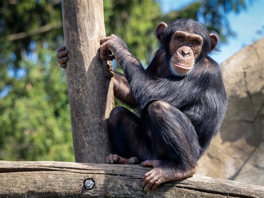 Peixe motorista e chimpanzé matemático: como testes humanizam bichos?