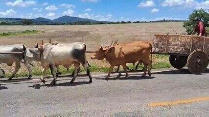 Dias na estrada e décadas de tradição: veja curiosidades sobre o encontro de carreiros que acontece durante a Romaria do Divino Pai Eterno