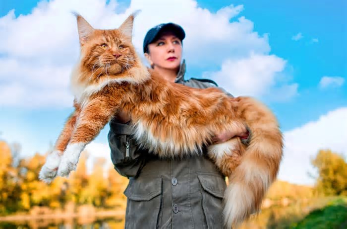 Os 10 gatos mais bonitos do mundo: conheça as raças