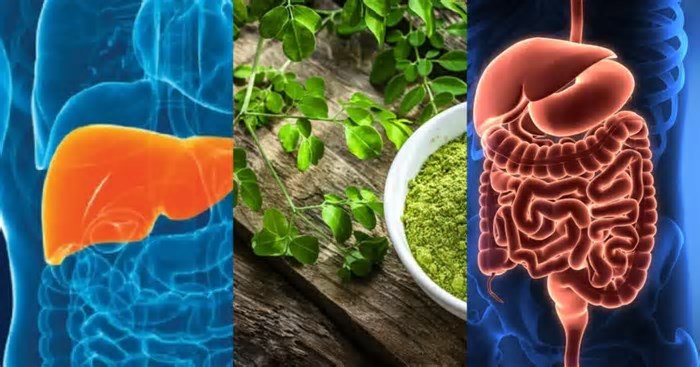 Descubra a planta que limpa a gordura do fígado e regula o intestino