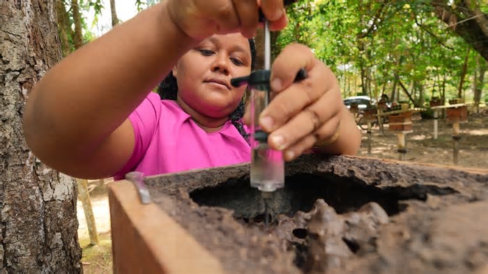 Rock in Rio e The Town lançam série sobre iniciativas de Belém voltadas à preservação da Floresta Amazônica