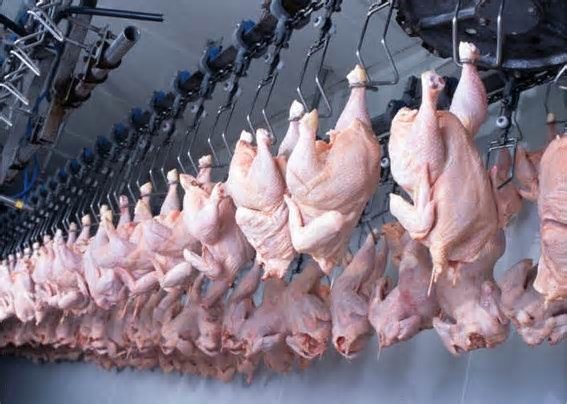 México retoma importação de carne de frango, restringindo-a ao Rio Grande do Sul