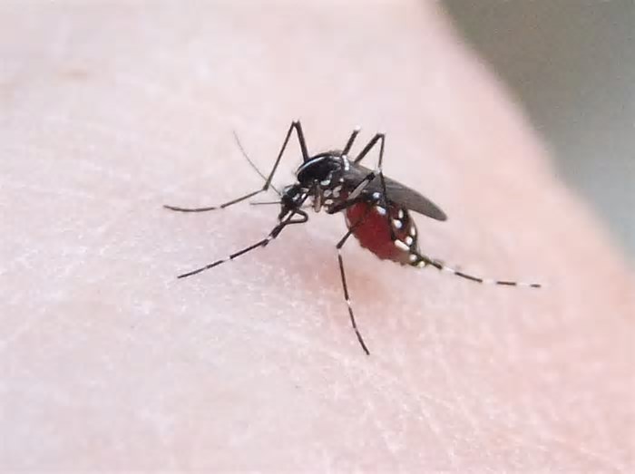 Pesquisadores brasileiros descobrem novo composto contra o chikungunya