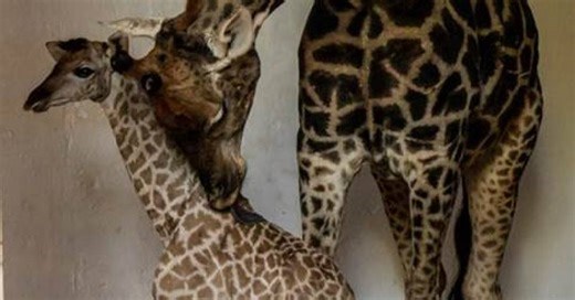 Zoológico de São Paulo celebra nascimento de filhote de girafa