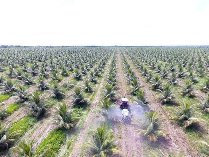 Nova fábrica da Dikoko em Itapipoca terá capacidade para beneficiar 500 mil cocos por dia