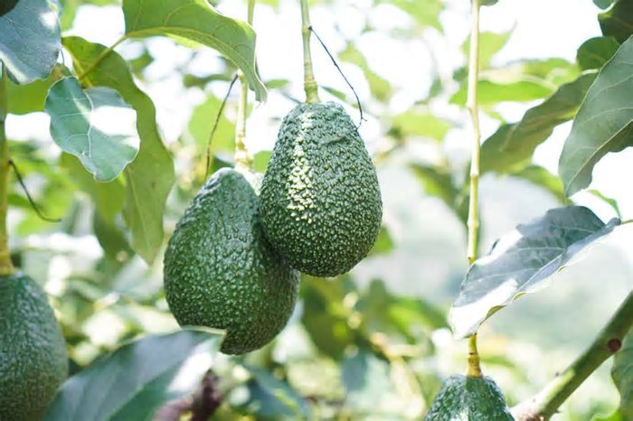 Grupo hispano-brasileiro deve investir R$ 600 milhões para produzir mirtilo, morango e avocado no CE