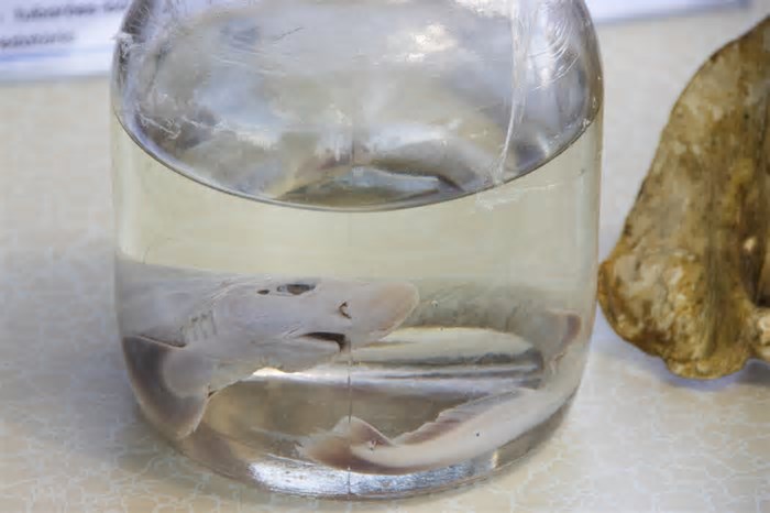 Mostra taxidermizada com foco na mitigação de incidentes com tubarões marca 6º dia da Semana do Meio Ambiente em Olinda
